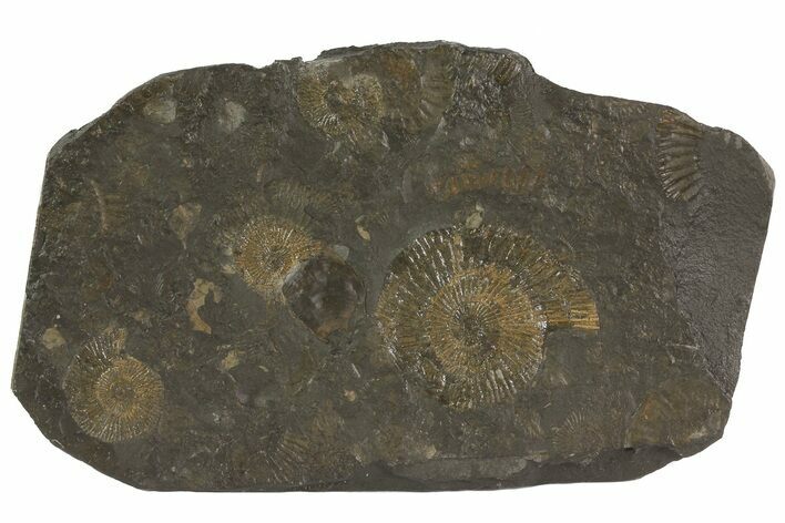 Dactylioceras Ammonite Cluster - Posidonia Shale, Germany #79308